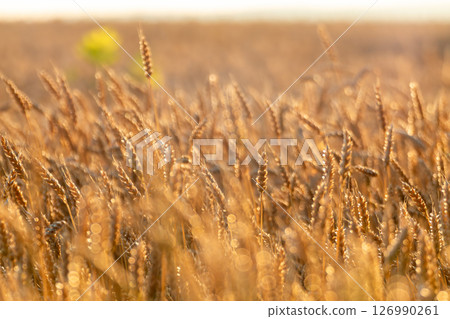 Wheat spikes in farmland field with warm sunlight Wheat spikes in farmland field with warm sunlight 126990261