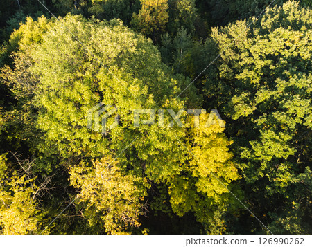 Aerial View of Sunny Green Forest Treetops Aerial View of Sunny Green Forest Treetops 126990262