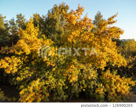 Sunny Tree with Golden Autumn Leaves in City Park Sunny Tree with Golden Autumn Leaves in City Park 126990265