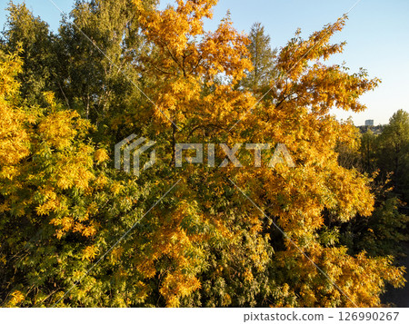 Sunny Tree with Autumn Leaves in Park Sunny Tree with Autumn Leaves in Park 126990267