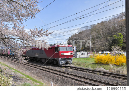 白石川堤一目千本櫻 126990335