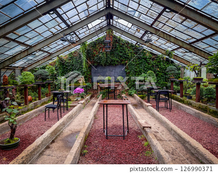 Peaceful greenhouse interior with bonsai trees, ivy-covered walls, and rustic benches surrounded by lush foliage and filtered natural light Peaceful greenhouse interior with bonsai trees, ivy-covered walls, and rustic benches surrounded by lush foliage and filtered natural light 126990371