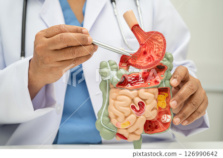 Digestive system with stomach and intestine, Asian doctor holding human anatomy model for study diagnosis and treatment in hospital. 126990642