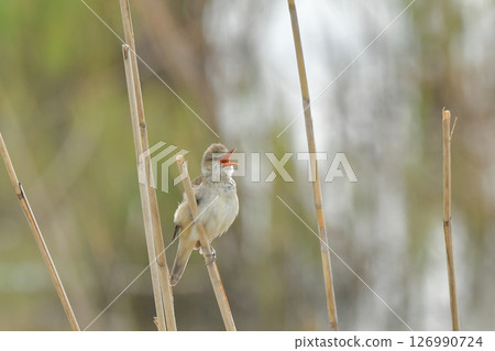 Oyo Yoshikiri 126990724