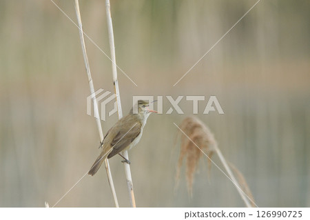 Oyo Yoshikiri 126990725