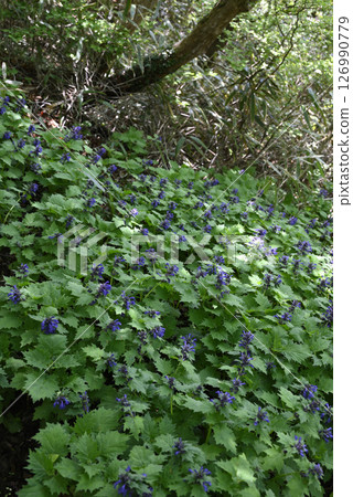 Hollyweed花 Hollyweed花 126990779