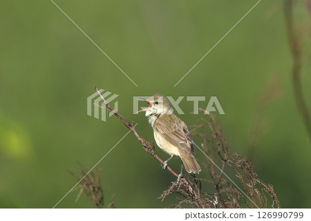 Oyo Yoshikiri 126990799