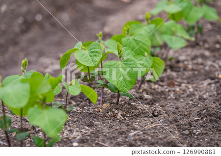 Home garden: Edamame seedlings 126990881