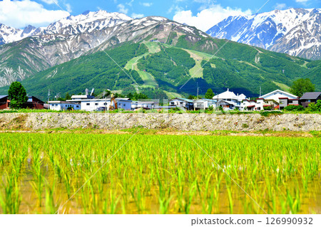 白馬村風景 / 眺望白馬八方尾根滑雪場（長野縣白馬村）[2025年6月] 126990932