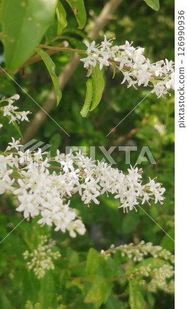 白花 白花 126990936