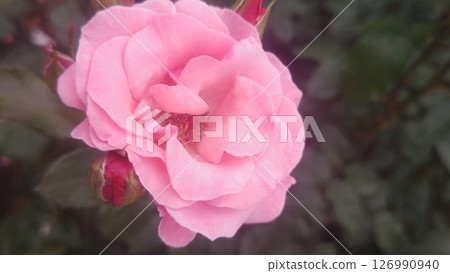 玫瑰在春天藍色的天空下閃耀 玫瑰在春天藍色的天空下閃耀 126990940