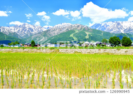 白馬村風景 / 從五龍山到白馬八方尾根滑雪場的景色（長野縣白馬村） [2025.6] 126990945