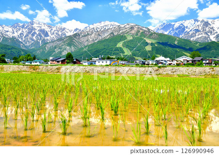 白馬村風景 / 從五龍山到白馬八方尾根滑雪場的景色（長野縣白馬村） [2025.6] 126990946