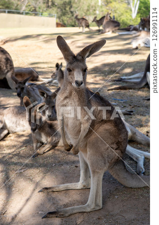 Kangaroo's Sunshine 126991114