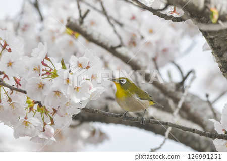White-eye White-eye 126991251