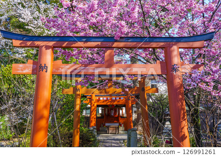 Hirano Shrine's career guidance Inari shrine and cherry blossoms in full bloom Hirano Shrine's career guidance Inari shrine and cherry blossoms in full bloom 126991261