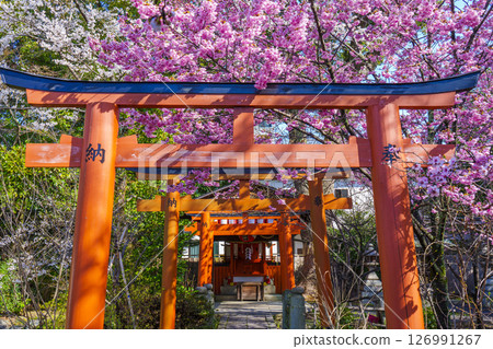 Hirano Shrine's career guidance Inari shrine and cherry blossoms in full bloom Hirano Shrine's career guidance Inari shrine and cherry blossoms in full bloom 126991267
