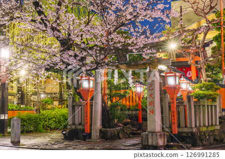 京都,只園白川,辰巳大明神,夜晚的櫻花盛開 京都,只園白川,辰巳大明神,夜晚的櫻花盛開 126991285