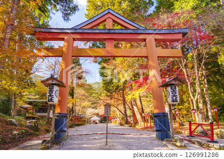 日吉神社山王鳥居和紅葉(滋賀縣大津市坂本) 日吉神社山王鳥居和紅葉(滋賀縣大津市坂本) 126991286