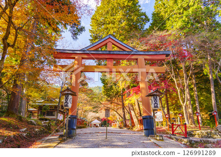 Hiyoshi Shrine Sanno Torii and autumn leaves (Sakamoto, Otsu City, Shiga Prefecture) Hiyoshi Shrine Sanno Torii and autumn leaves (Sakamoto, Otsu City, Shiga Prefecture) 126991289