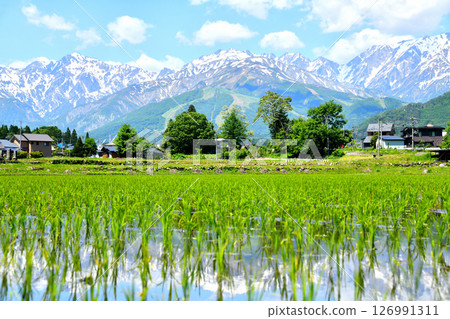 Scenery of Hakuba Village / View of Mt. Goryu to Hakuba Happo-one Ski Resort (Hakuba Village, Nagano Prefecture) [2025.6] 126991311