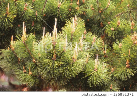 Pine leaves 126991371