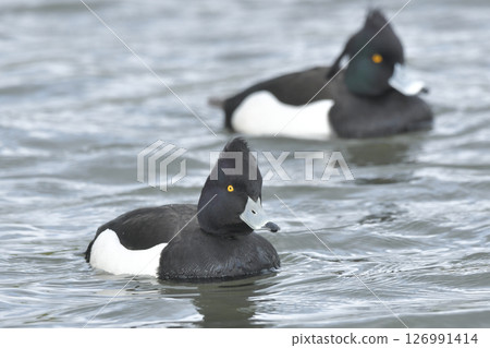 Kinkrochasshuro 126991414