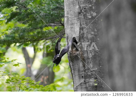 Flying black woodpecker Flying black woodpecker 126991633