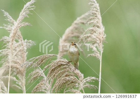 一隻小葦鶯棲息在蘆葦上歌唱 126991637