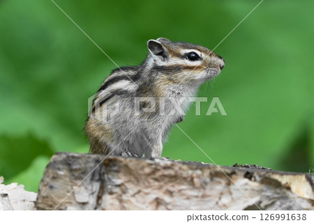 花栗鼠在樹上發現了一些東西 126991638