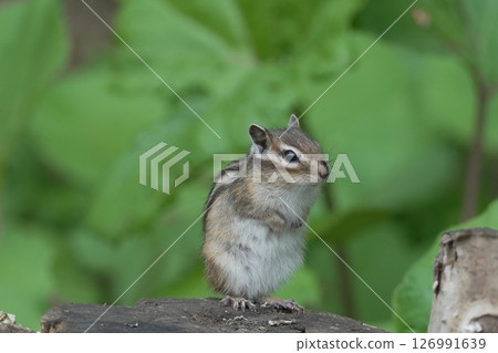 花栗鼠在樹上發現了一些東西 126991639