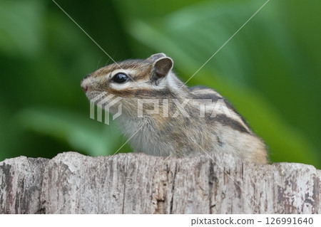 花栗鼠在樹上發現了一些東西 126991640