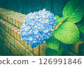  繡球 126991846