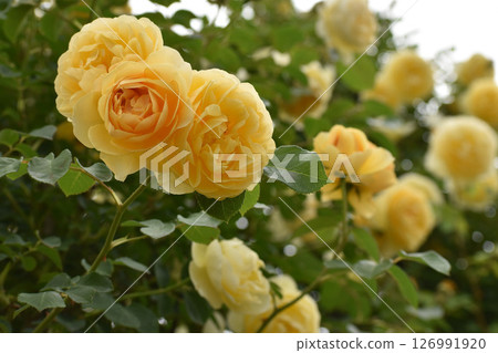 黃色的春天玫瑰 126991920