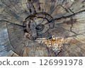 Cross-section of an old oak tree. 126991978