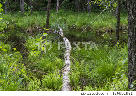 Puszcza Piska Forest. Masuria in Poland. Ruciane Nida area. 126991981