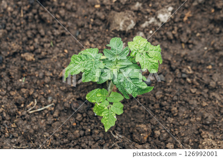Tomato seedling in the morning light with copy space Tomato seedling in the morning light with copy space 126992001