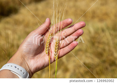 Hand touching golden ripe ears of oats in an oat field. Harvest time. 126992002