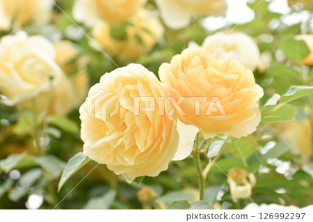 Yellow spring roses 126992297