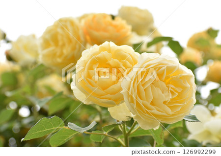 Yellow spring roses 126992299
