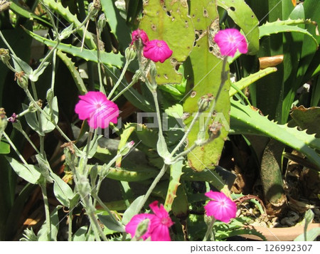 紅色天鵝絨花 紅色天鵝絨花 126992307