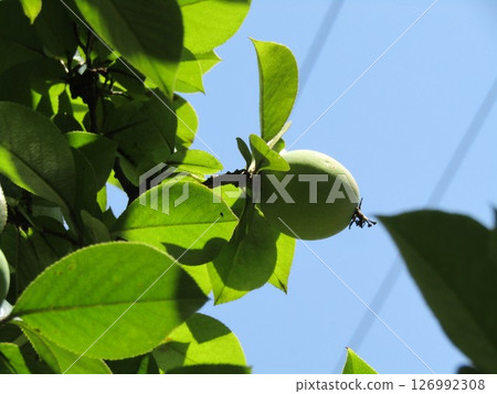 Quince fruits that ripen to yellow in autumn 126992308