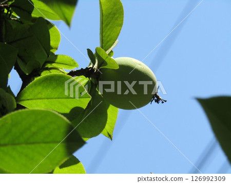 Quince fruits that ripen to yellow in autumn 126992309