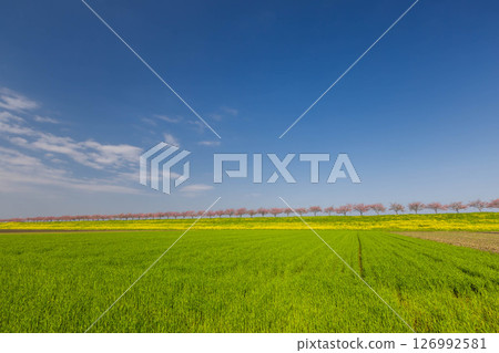 Oyama City, Tochigi Prefecture: The cherry blossom banks along the Omoi River, spanning the Mamada and Otome districts. A row of cherry trees and a rapeseed field beyond the wheat fields. Oyama City, Tochigi Prefecture: The cherry blossom banks along the Omoi River, spanning the Mamada and Otome districts. A row of cherry trees and a rapeseed field beyond the wheat fields. 126992581