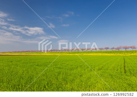 Oyama City, Tochigi Prefecture: The cherry blossom banks along the Omoi River, spanning the Mamada and Otome districts. A row of cherry trees and a rapeseed field beyond the wheat fields. 126992582