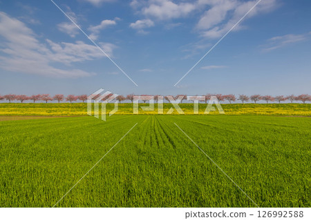 Oyama City, Tochigi Prefecture: The cherry blossom banks along the Omoi River, spanning the Mamada and Otome districts. A row of cherry trees and a rapeseed field beyond the wheat fields. Oyama City, Tochigi Prefecture: The cherry blossom banks along the Omoi River, spanning the Mamada and Otome districts. A row of cherry trees and a rapeseed field beyond the wheat fields. 126992588