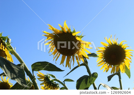 向日葵，夏季花卉，淡路島，英格蘭山 126992604
