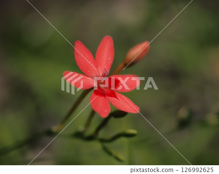 The flower language of the Japanese fan-like fan, with its neat petals spreading out, is "happy memories." 126992625