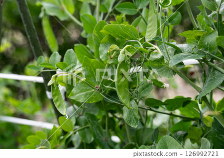 豌豆植株上的棉芽蟲幼蟲 豌豆植株上的棉芽蟲幼蟲 126992721