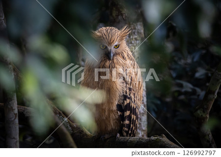 Buffy fish owl on the branch tree animal portrait. Buffy fish owl on the branch tree animal portrait. 126992797
